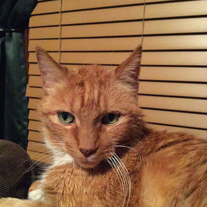 Meet your Posher, Joelle